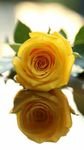 pic for yellow rose 